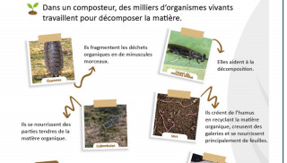 L'ecosysteme du compostage